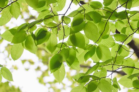 Fresh spring foliage glow in the sunlight