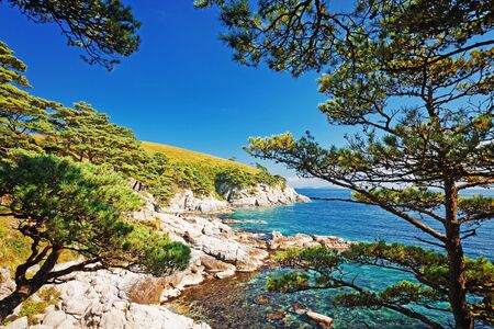 seascape, cedar on a rocky islandの写真素材