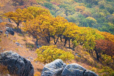 bright autumn tree on the mountainの写真素材
