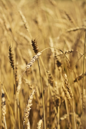 golden wheat growing in a fieldの写真素材