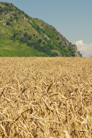 golden wheat growing in a fieldの写真素材