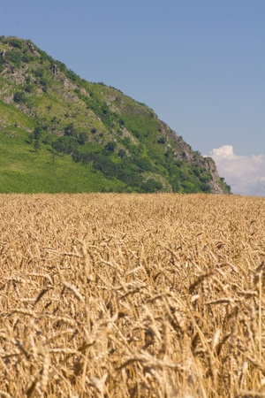 golden wheat growing in a fieldの写真素材