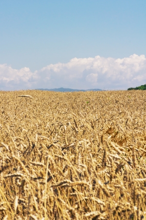 golden wheat growing in a fieldの写真素材