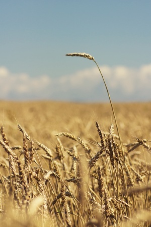 golden wheat growing in a fieldの写真素材