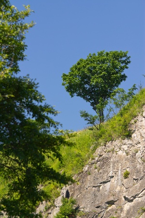 landscape with a tree on a rockの写真素材