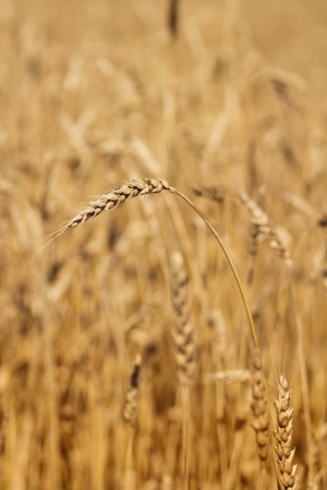 golden wheat growing in a fieldの写真素材