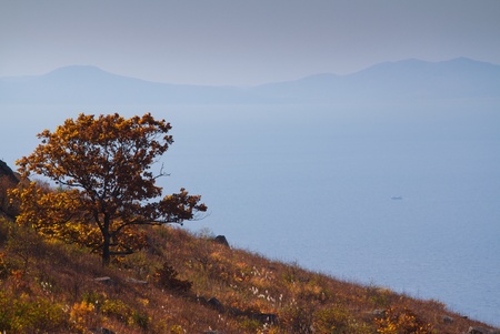 bright autumn tree on the mountainの写真素材