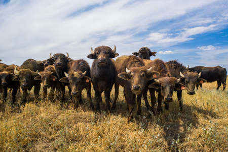 Group Of Bison In The Steppe In Russiaの写真素材