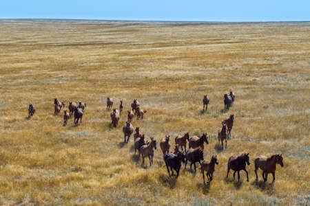 Group Of Mustangs Galloping In The Steppe In Russiaの写真素材