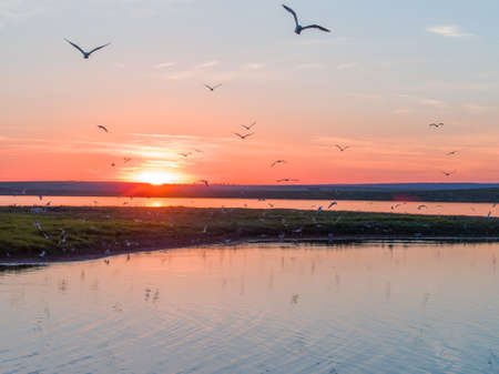 Seagulls in flight at sunset over an island in Russiaの写真素材