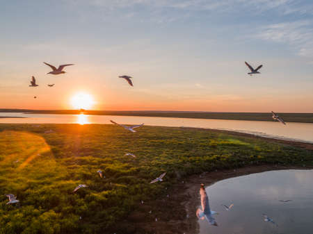 Seagulls in flight at sunset over an island in Russiaの写真素材