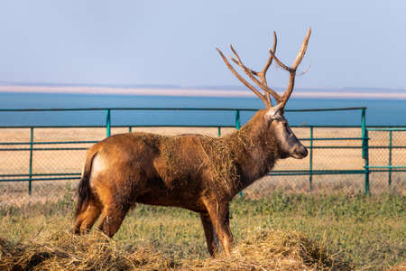 A deer stands in the middle of the hayの写真素材