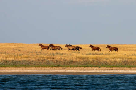 A group of mustangs rides in the steppe along the river in southern Russia