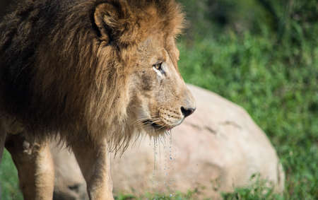Adult male lion with dripping waterの写真素材
