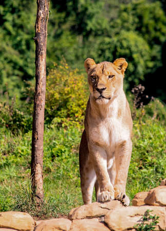 Young lion cub standingの写真素材