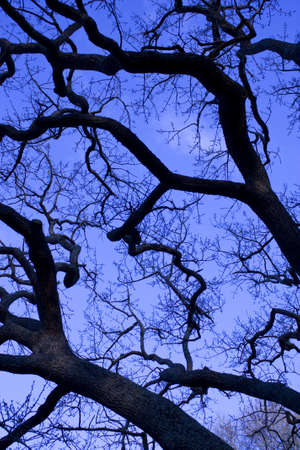 Dense bare branches under blue sky in cold colorの写真素材