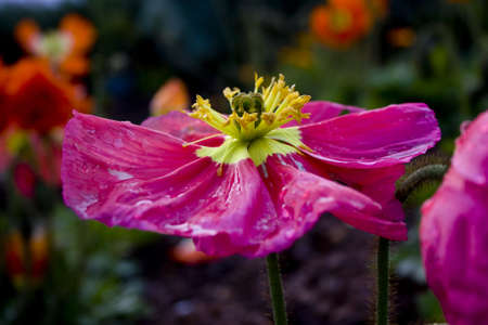  close up of pink flower with water  drops の写真素材