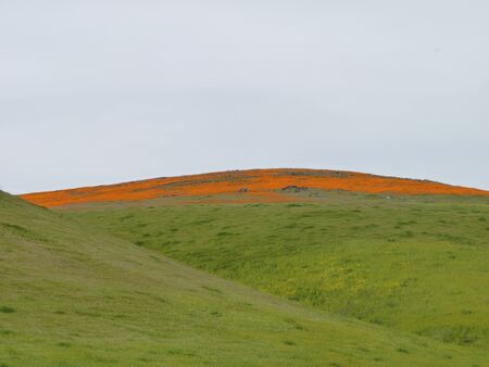 California Poppies in bloomの写真素材
