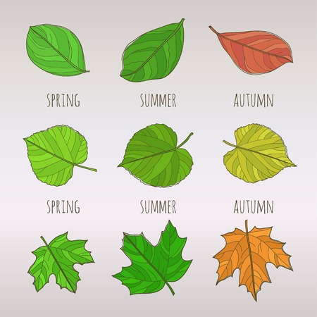 Seasonal colorful leaf set. Spring summer autumnのイラスト素材