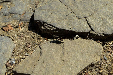 Grasshopper  Caelifera の写真素材