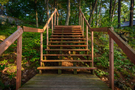 Wooden stairs in the forest. Beautiful summer landscape in the forest.の写真素材