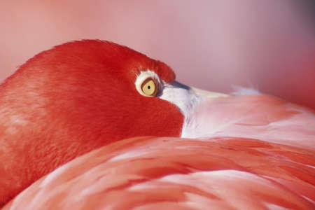 Greater Flamingo (Phoenicopterus ruber) at restの写真素材