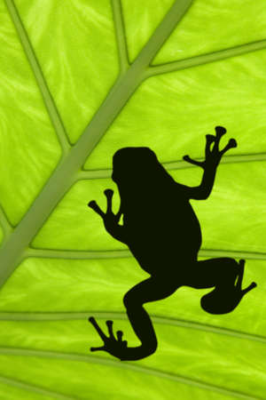 Treefrog silhouetted on a green leafの写真素材