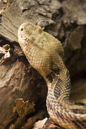 Timber Rattlesnake Crotalus horridus