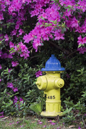 Spring time Azaleas blooming around a fire hydrant the historic district in Savannah Georgiaの写真素材
