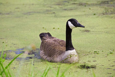 Canada Goose branta canadensis swimming in Duckweedの写真素材