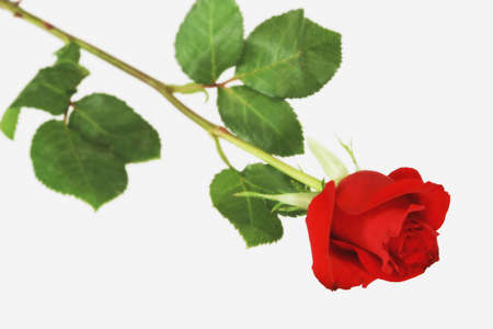 Single Roseの写真素材