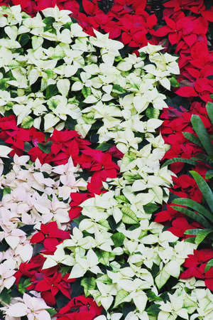 Poinsettia's at the Opryland Hotel, Nashville, Tennesseeの写真素材