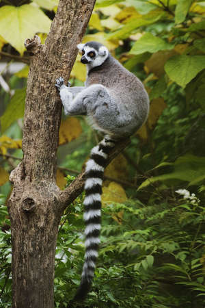 Ring-tailed Lemurs (Lemur catta) live in social groups where the males conpete for mates.  They live on a diet of fruits, flowers, herbs, and leaves with the occasional insect.の写真素材