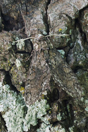Tobacco Hornworn Moth (Manduca sexta)