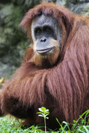 Orangutan (Pongo pygmaeus), Native to Borneo, Indonesia