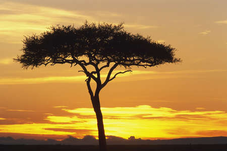 View of an orange and yellow sunrise through Acacia Tree, Masai Mara Game Reserve, Kenya, Africaの写真素材
