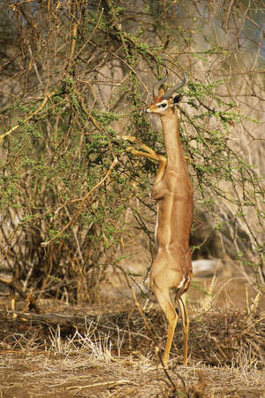 Gerenuk (Litocranius walleri) Feeding on Acacia bush in the Samburu National Reserve Kenya Africa. Native to eastern and central Ethiopia south through Somalia and Kenya to the western side of the Rift Valley in northern Tanzaniaの写真素材