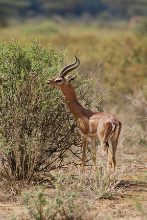 Gerenuk (Litocranius walleri) Feeding in the Samburu National Reserve Kenya Africa. Native to eastern and central Ethiopia south through Somalia and Kenya to the western side of the Rift Valley in northern Tanzaniaの写真素材