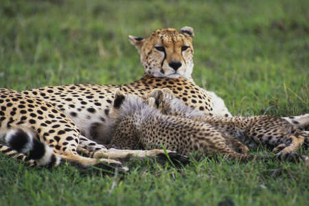 Cheetah (Acinonvx jubatus) nursing young on the Masai Mara Game Reserve, Kenya, Africaの写真素材