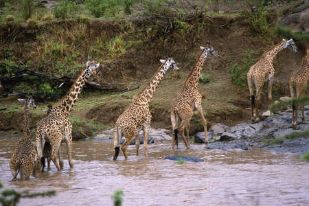 Masai Giraffe (Giraffa camelopardalis tippelskirchi) crossing the Mara River in the Masia  Mara Game Reserve, Kenya, Africaの写真素材