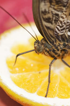 Owl Butterfly Caligo species feeding on cut fruit orange Native to Central South Americaの写真素材