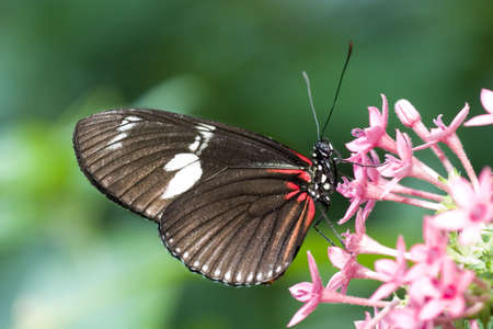 Crimson-patched Longwing Butterfly (Heliconius erato) Also known as the Postman Longwing. Native to Northern South America through Central America and Mexicoの写真素材