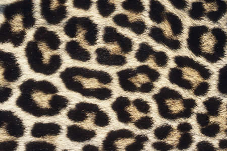 Close up pattern of Leopard Skinの写真素材