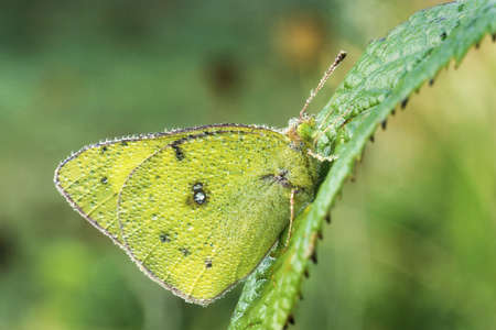 Orange Sulphur Butterfly  (Colias eurytheme)  covered by early morning dewの写真素材