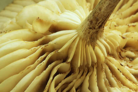 Close up of the underside of a mushroomの写真素材