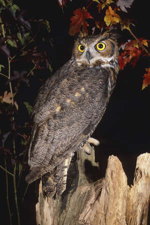 Great Horned Owl (Bubo virginianus)の写真素材