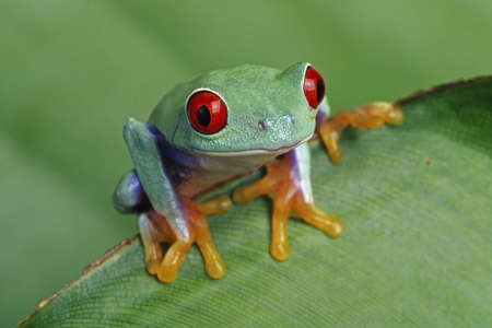 Red-eyed Treefrog (Agalychnis callidryas)の写真素材