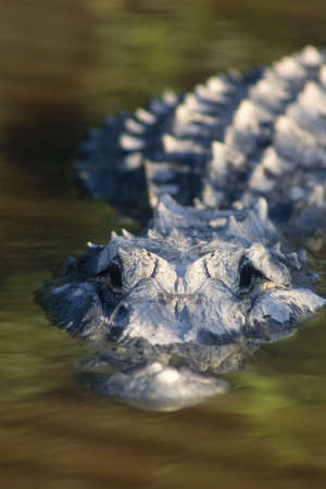 American Alligator (Alligator mississippiensis mississippiensis) in the Everglades National Park, United Statesの写真素材