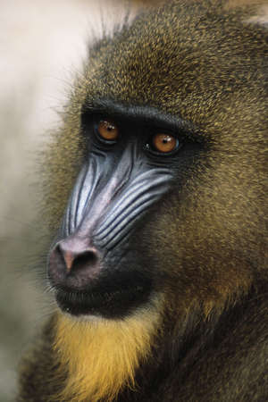 Mandrill  (Papio sphinx) Native to small area of western Africa just above the Equatorの写真素材