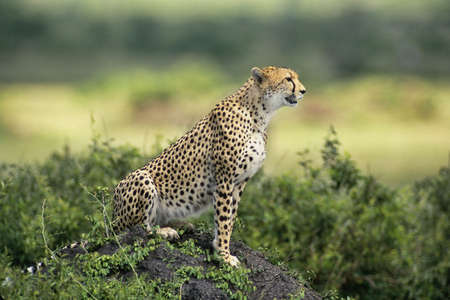 Cheetah (Acinonvx jubatus) standing guard in the Massai Mara Game Reserve, Kenya, Africaの写真素材